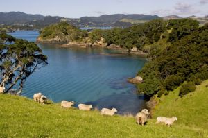 Line of Sheep in the Bay of Islands 